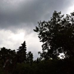 Low angle view of trees against cloudy sky