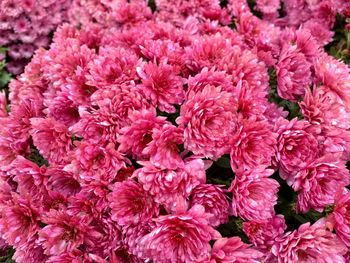 Close-up of pink roses