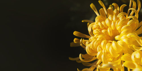 Yellow lush chrysanthemums on a blurry background close-up. a beautiful chrysanthemum in the form 