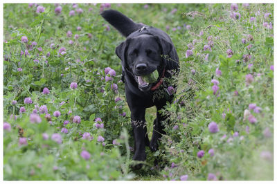 Black labrador carrying a ball through a over grown field.