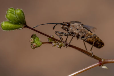 Close-up of insect on flower