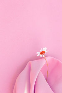 Chamomile on pink fabric background. aesthetic minimal wallpaper. stylish plant composition