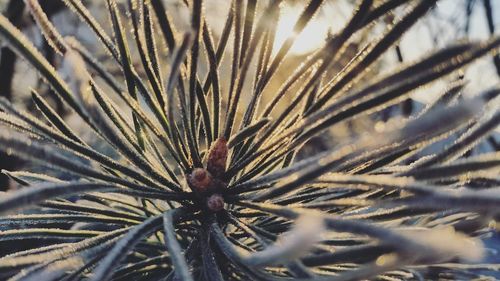 Close-up of tree branch