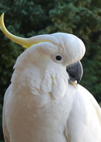 Close-up of cockatoo bird