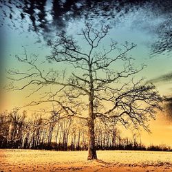 bare tree