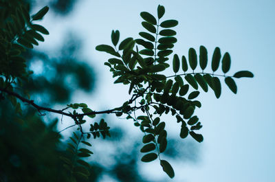 Low angle view of tree branch against sky