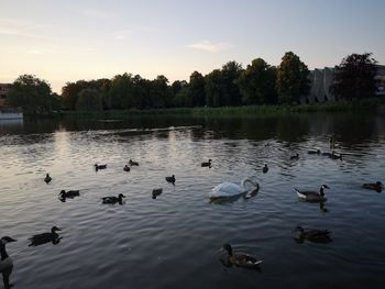 Ducks swimming in lake against sky