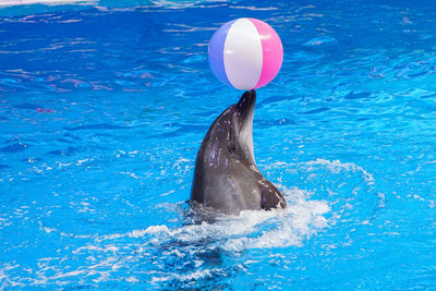 Close-up of swimming in sea