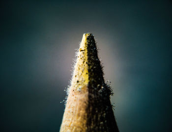 Close-up of plant against sky