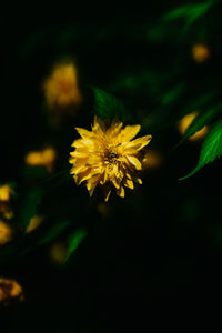 Close-up of yellow flowering plant