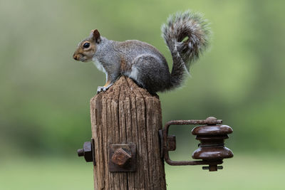 Squirrel on wooden post