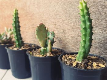 Close-up of potted plant