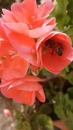 Close-up of bee on pink flower