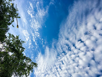 Low angle view of trees against blue sky