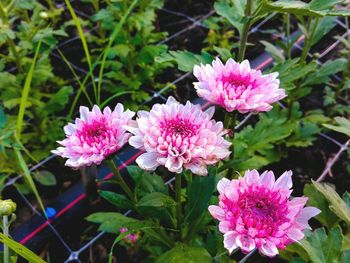 Close-up of pink flowers blooming outdoors