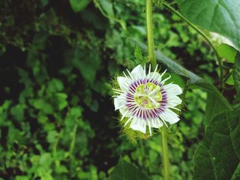 Close-up of white flowering plant