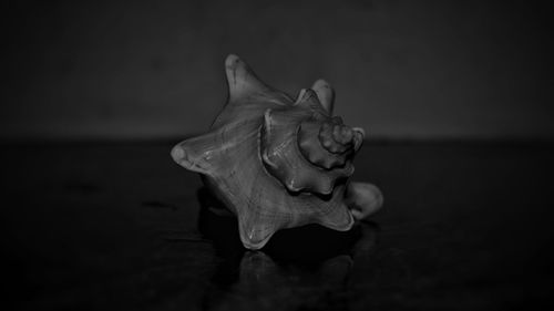 Close-up of flower in water at night