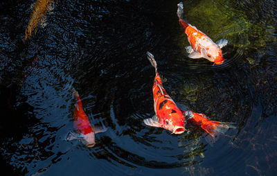 High angle view of koi carps swimming in lake