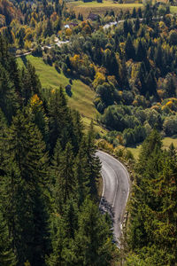 High angle view of road amidst trees