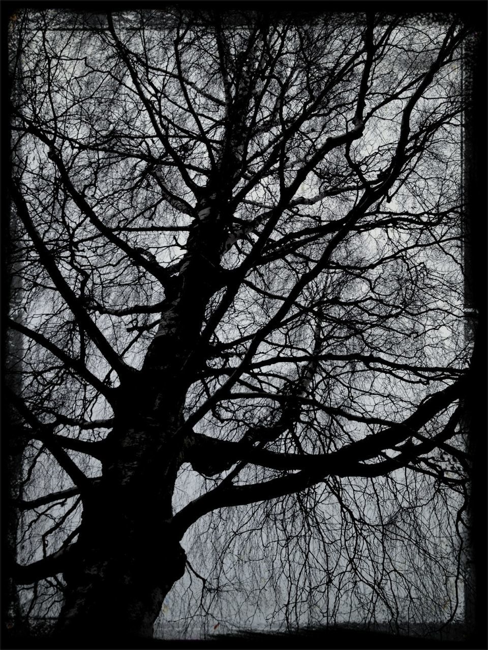 transfer print, branch, bare tree, tree, auto post production filter, low angle view, nature, sky, tranquility, silhouette, beauty in nature, growth, scenics, no people, outdoors, dusk, clear sky, day, tranquil scene, tree trunk