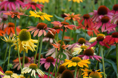 Close-up of flowering plants on field