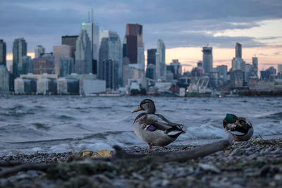 Panoramic view of buildings and river in city