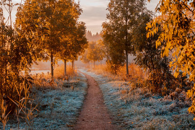 Footpath amidst trees during autumn