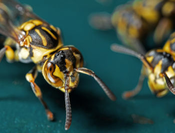 Close-up of bee pollinating