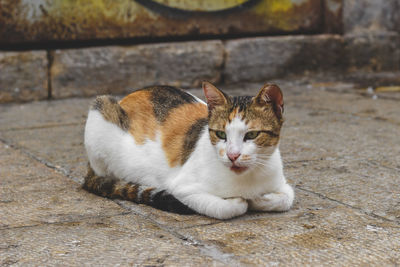 Close-up of cat sitting on footpath