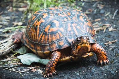 Close-up of turtle on field