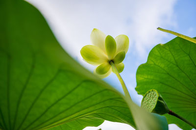 White lotus flow up to the sky