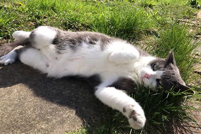 High angle view of cat lying on grass