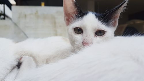 Close-up portrait of a cat