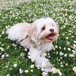 Close-up of dog sitting amidst flowering plants on field