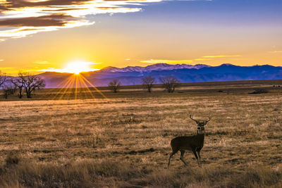 Horse on field against sky during sunset