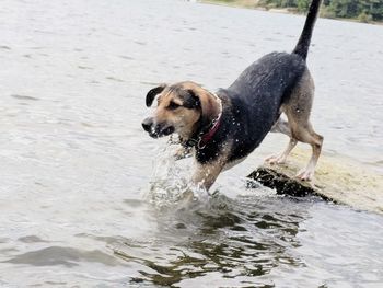 Dog running in water