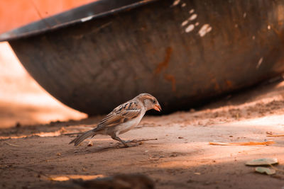 Close-up of dead bird on land