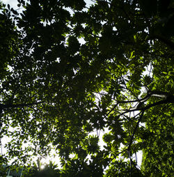 Low angle view of trees against sky