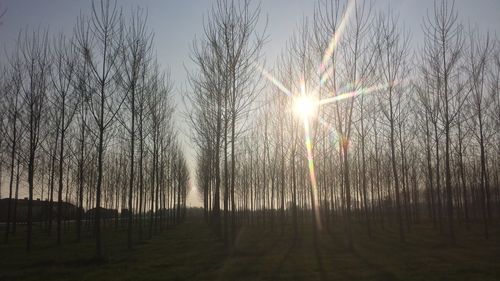 Sun shining through trees