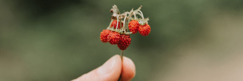Sprig of wild berry strawberries in man's hand holds. fingers holding and harvesting twig berries