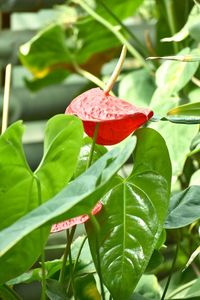 Close-up of red flowering plant