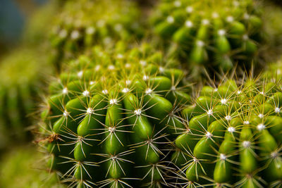 Close-up of cactus plant