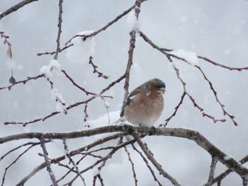 Bird perching on branch during winter