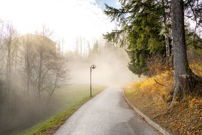 Road amidst trees during foggy weather