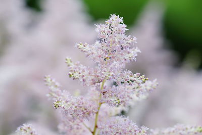 Close-up of flowers blooming outdoors