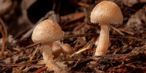 mushroom