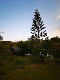 Trees on field against clear sky