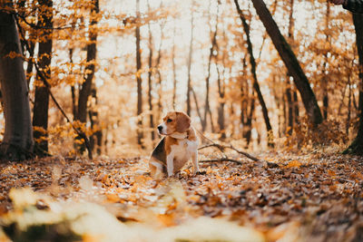 Dog sitting in a forest