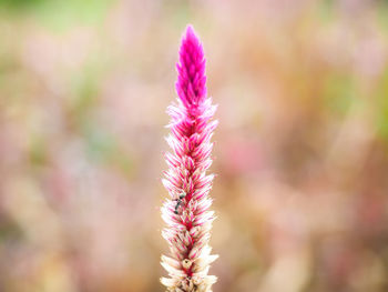 Close-up of pink flowering plant