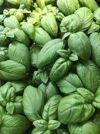 Full frame shot of green vegetables
